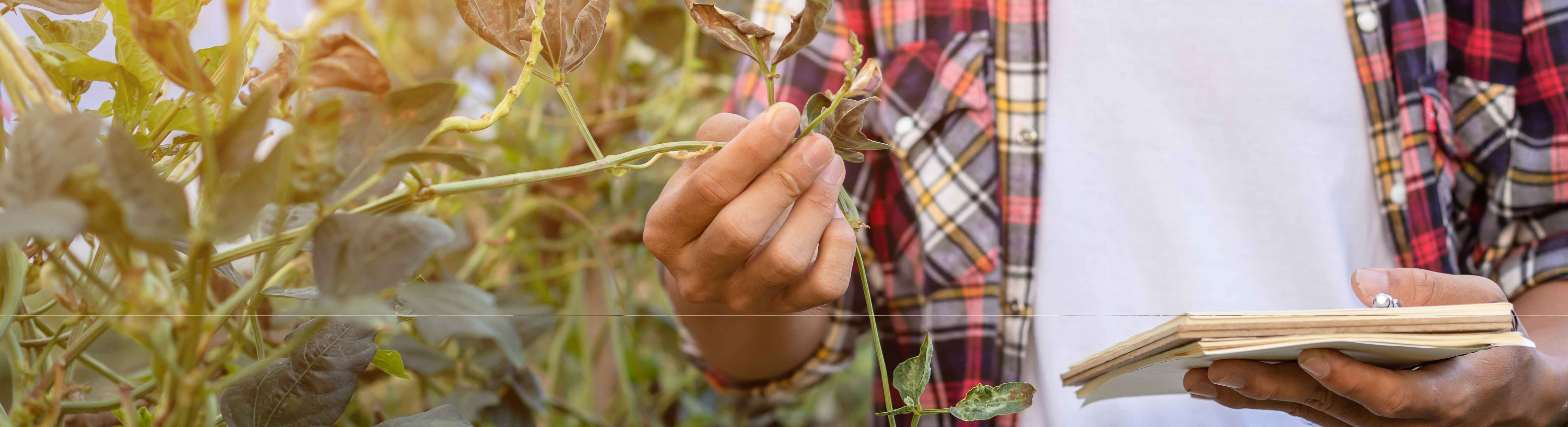 ไฮไลท์ส่วนกลาง-1